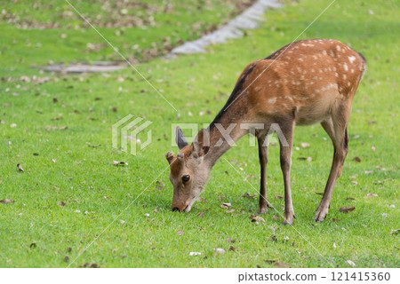 Deer eating grass Deer eating grass 121415360