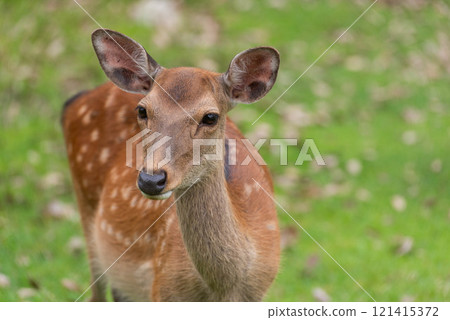 Deer eating grass Deer eating grass 121415372