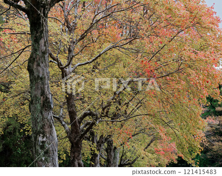 無患子科的秋葉 無患子科的秋葉 121415483