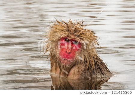 雪猴(地獄谷雪猴公園) 雪猴(地獄谷雪猴公園) 121415500