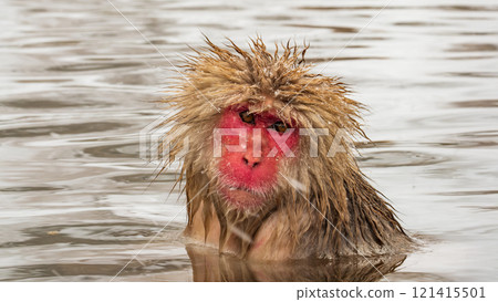 Snow Monkey (Jigokudani Monkey Park) Snow Monkey (Jigokudani Monkey Park) 121415501