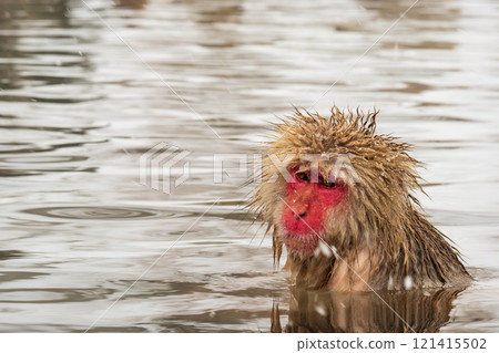 雪猴(地獄谷雪猴公園) 雪猴(地獄谷雪猴公園) 121415502