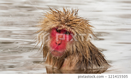 Snow Monkey (Jigokudani Monkey Park) Snow Monkey (Jigokudani Monkey Park) 121415505