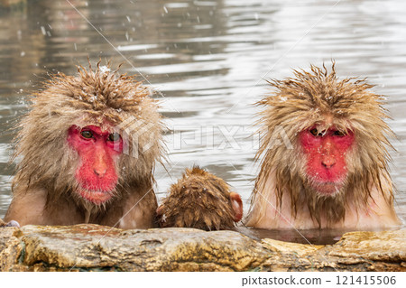 雪猴（地獄谷雪猴公園） 121415506