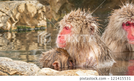 Snow Monkey (Jigokudani Monkey Park) 121415531
