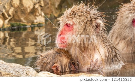 雪猴（地獄谷雪猴公園） 121415535