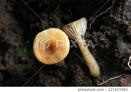 帶有淡橙色菌蓋、白色褶皺和菌柄的蘑菇（自然光+頻閃微距特寫） 121415981