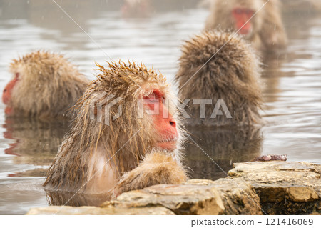 雪猴（地獄谷雪猴公園） 121416069