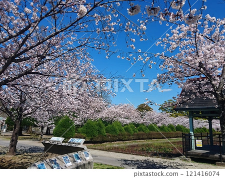 A stroll around the three major cherry blossom spots in Saga Prefecture 121416074