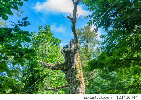 Shirakami Mountains Mother Tree Aomori Prefecture 121416444