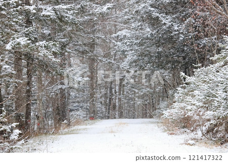 積雪的針葉林道路 121417322