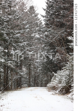 積雪的針葉林道路 積雪的針葉林道路 121417323