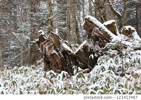 Snow-covered bamboo and a rotting giant tree 121417467