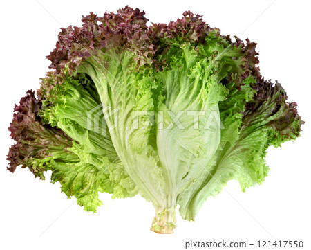 red coral lettuce isolated red coral lettuce isolated 121417550