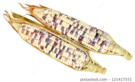 waxy corn isolated waxy corn isolated 121417551