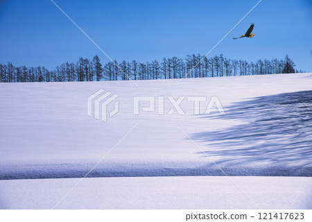Beautiful snow scene in the eastern Hokkaido region in the midwinter Beautiful snow scene in the eastern Hokkaido region in the midwinter 121417623