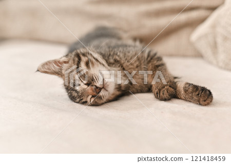 Cute little striped kitten is sleeping sweetly Cute little striped kitten is sleeping sweetly 121418459