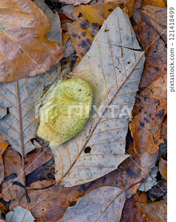 The jewel of the winter forest: the cocoon of the Usutabiga moth 121418499