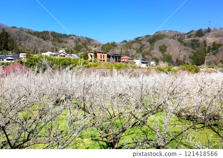 Shinshu Shinmachi Roku Umezono Shinshu Shinmachi Roku Umezono 121418566