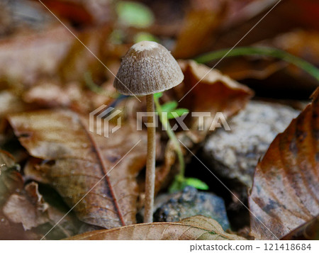 Winter mushroom, Coprinus commune Winter mushroom, Coprinus commune 121418684