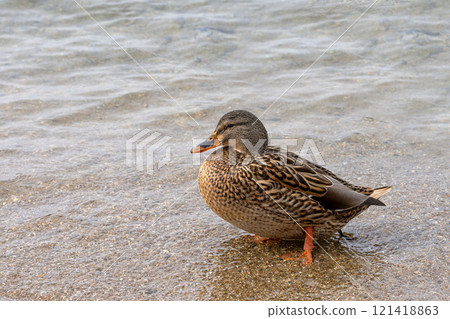 野鴨遷移到琵琶湖 野鴨遷移到琵琶湖 121418863
