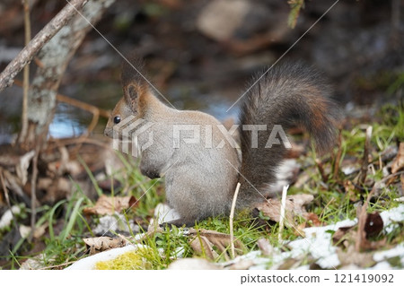 Hokkaido squirrel in early winter forest 121419092