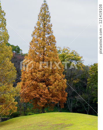 愛知縣立森林公園的水杉 愛知縣立森林公園的水杉 121419108