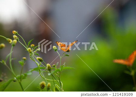 Butterfly on a red flower in the garden with green background Butterfly on a red flower in the garden with green background 121419109