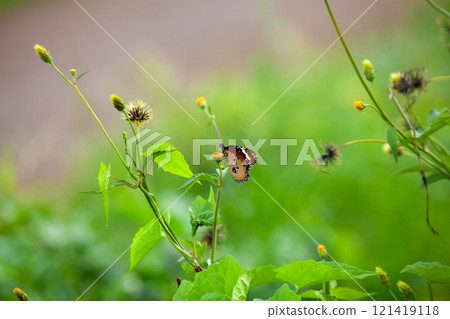 Butterfly on a red flower in the garden with green background Butterfly on a red flower in the garden with green background 121419118
