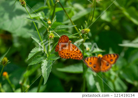 Butterfly on a red flower in the garden with green background 121419134