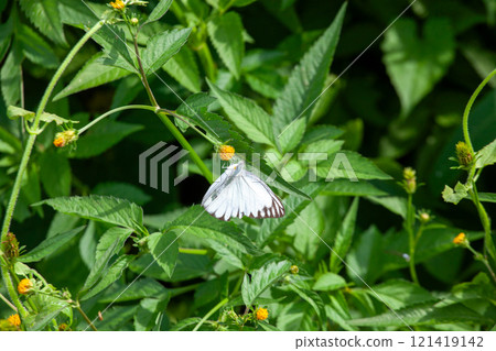 Butterfly on a red flower in the garden with green background 121419142