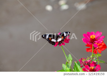 Butterfly on a red flower in the garden with green background Butterfly on a red flower in the garden with green background 121419150