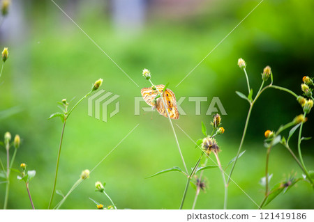 Butterfly on a red flower in the garden with green background Butterfly on a red flower in the garden with green background 121419186