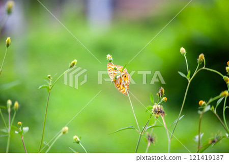 Butterfly on a red flower in the garden with green background Butterfly on a red flower in the garden with green background 121419187