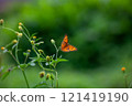Butterfly on a red flower in the garden with green background 121419190
