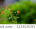 Butterfly on a red flower in the garden with green background 121419191
