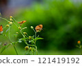 Butterfly on a red flower in the garden with green background 121419192