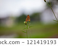 Butterfly on a red flower in the garden with green background 121419193