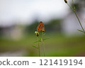 Butterfly on a red flower in the garden with green background 121419194