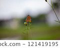 Butterfly on a red flower in the garden with green background 121419195