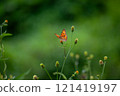 Butterfly on a red flower in the garden with green background 121419197