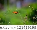 Butterfly on a red flower in the garden with green background 121419198