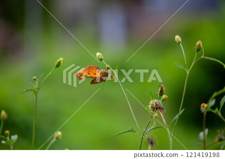 Butterfly on a red flower in the garden with green background Butterfly on a red flower in the garden with green background 121419198