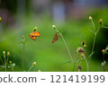 Butterfly on a red flower in the garden with green background 121419199
