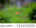 Butterfly on a red flower in the garden with green background 121419200