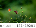 Butterfly on a red flower in the garden with green background 121419201