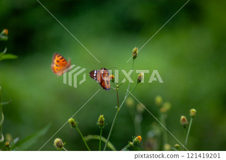 Butterfly on a red flower in the garden with green background Butterfly on a red flower in the garden with green background 121419201