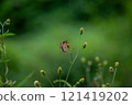 Butterfly on a red flower in the garden with green background 121419202