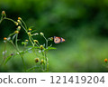 Butterfly on a red flower in the garden with green background 121419204