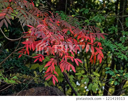 Wild boar autumn leaves 121419313